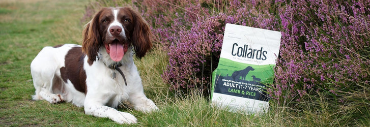 Dog Nutrition: Collards Dog Food