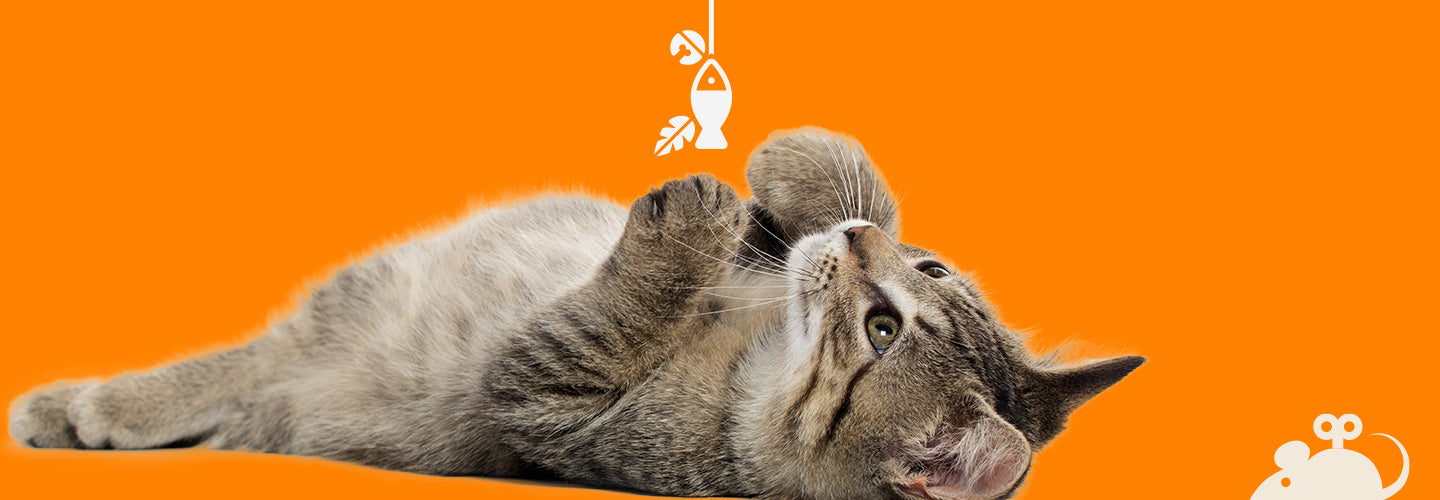 Cat Focus: Toilet Behaviour