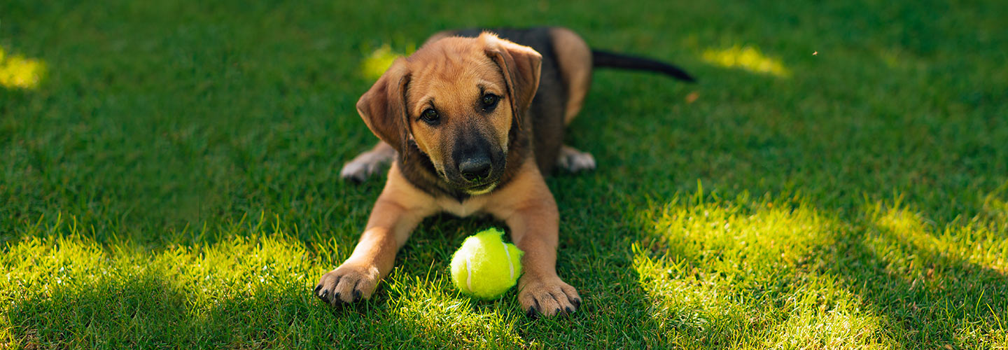 How To Keep your Pets & Kids Entertained Together Over the Summer with Pets & Friends.
