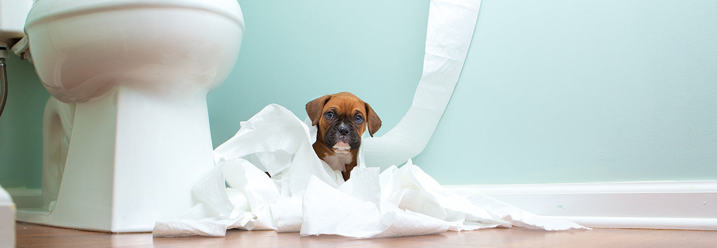 Keep Your Dog Occupied with Our Top Toys for Long Days Indoors