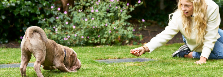 How to Deal with Adolescent Dogs