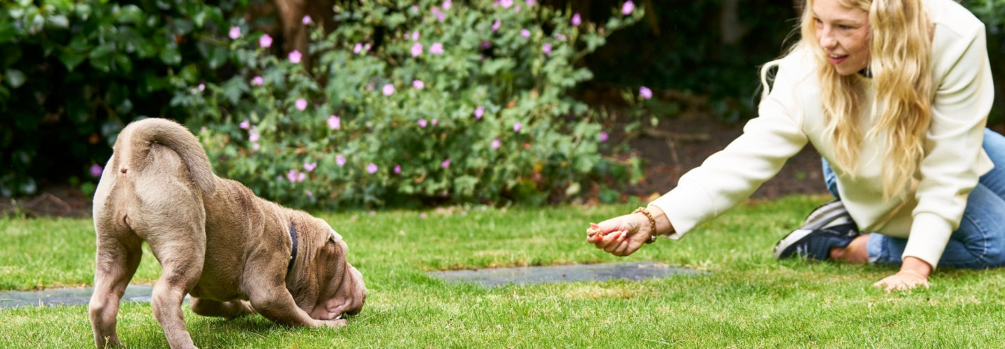 How to Deal with Adolescent Dogs
