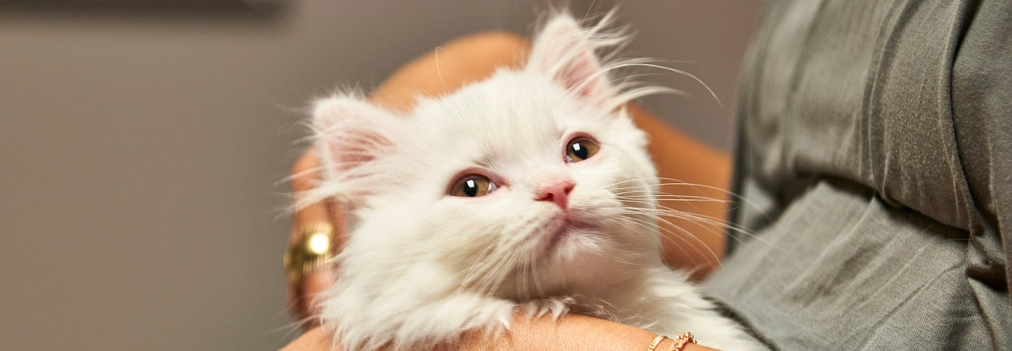 Tiny Paws: Kitten Toilet Training