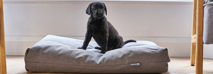 Puppy’s First Vet Visit: What to Expect
