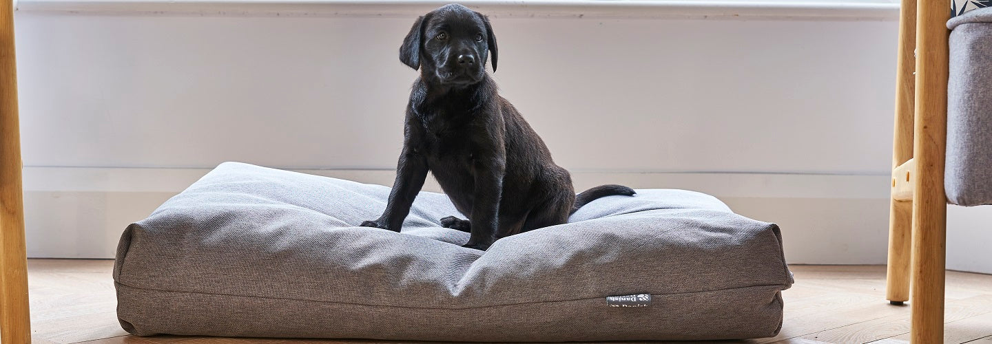 Puppy’s First Vet Visit: What to Expect
