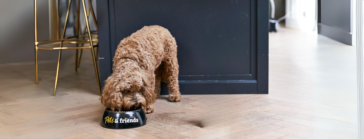 Five Signs You May Need to Switch Your Dog’s Food