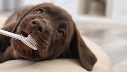Brush Up on Daily Pet Dental Care