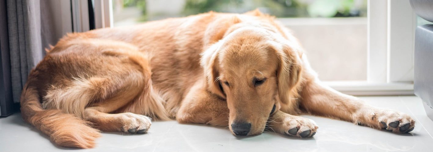 8 Signs Your Dog may be Stressed