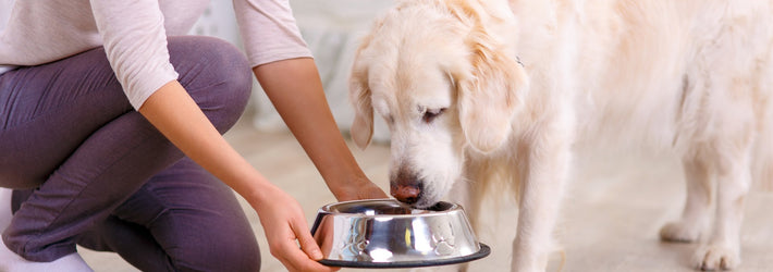A Guide to Pet Nutrition: Dogs