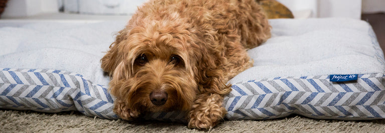 Pet Hygiene: Pet Bed Care and Cleaning