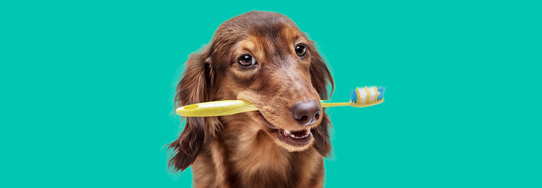 Wellness CORE Launch New Lamb Recipe