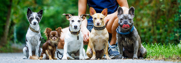 Wellness CORE fed Dylan the Villain and Kathleen Roosens win Best In Show at Crufts 2019