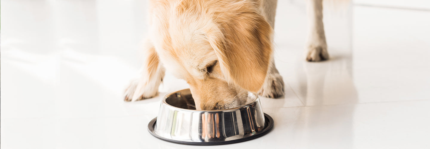 Dog Nutrition: How to Switch Your Dog’s Food