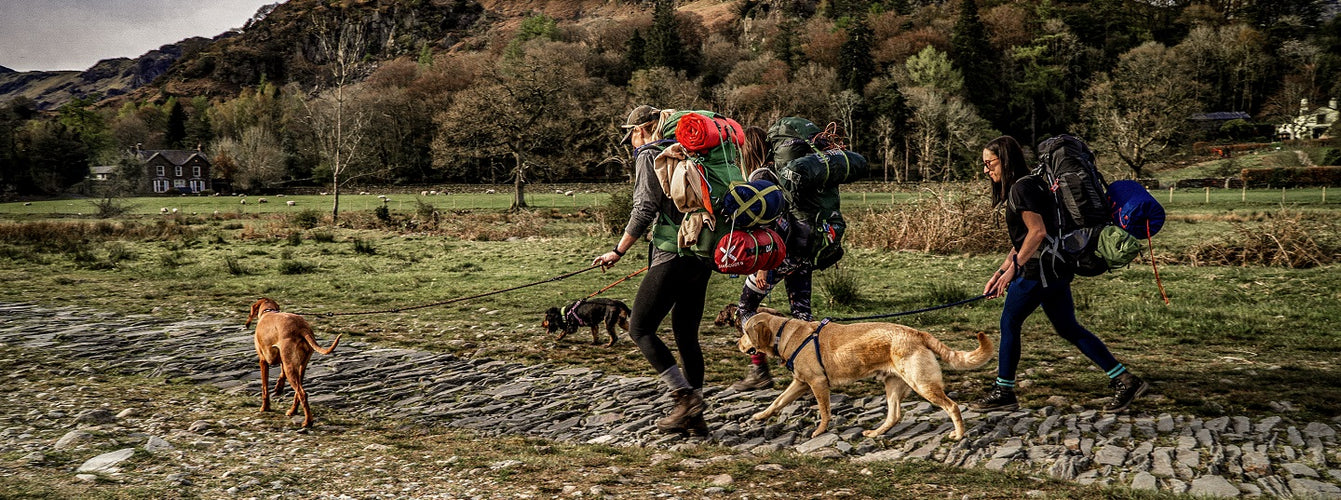Tackling the Great Outdoors with Your Dog: Tips and Recommendations