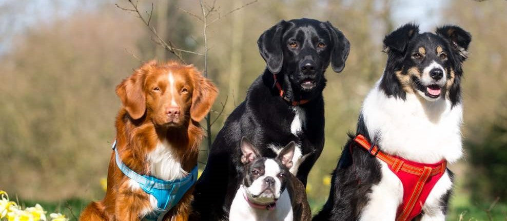 MALDON UP LIMITED EDITION Set Geschirr & Leine | Greige | Wir Lieben HUNTER