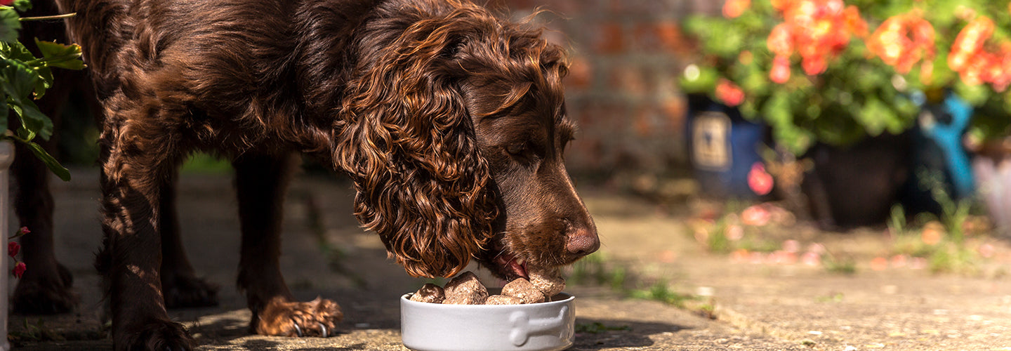 Dog Nutrition: Raw Feeding Guide