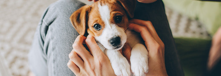 Tiny Paws: Socialising Your New Puppy
