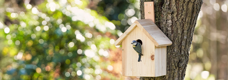 How to Attract Wild Birds: The Best Bird Feeders, Food and More.