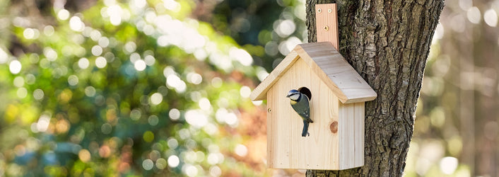 How to Attract Wild Birds: The Best Bird Feeders, Food and More.