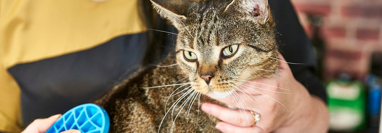 The Pets & Friends Guide to Kitten and Cat Grooming