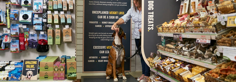 How to Identify and Prevent Dog Obesity