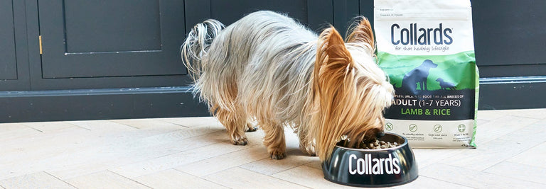 Dog Nutrition: The Pets & Friends Guide to Size-specific Nutrition