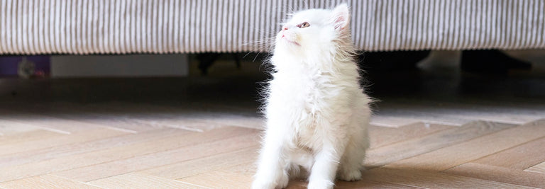 Tiny Paws: Kitten Enrichment