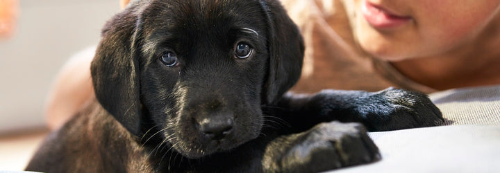 Tiny Paws: How to Deal with Puppy Teething