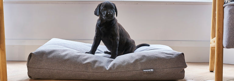 How to Provide Enrichment for Your Puppy and Dog