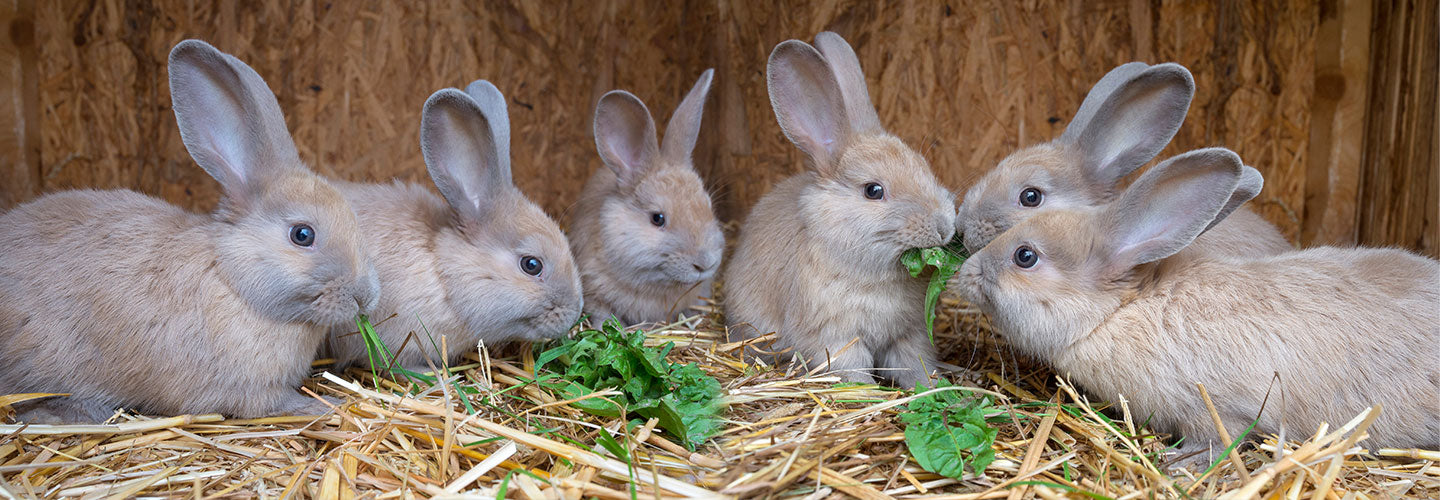 Rabbit Welfare Needs and Common Health Issues to Look Out for.