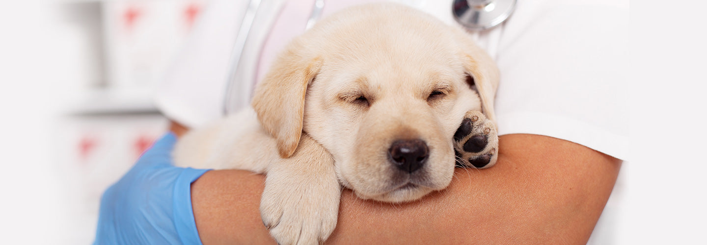 Dog First Aid: Choking