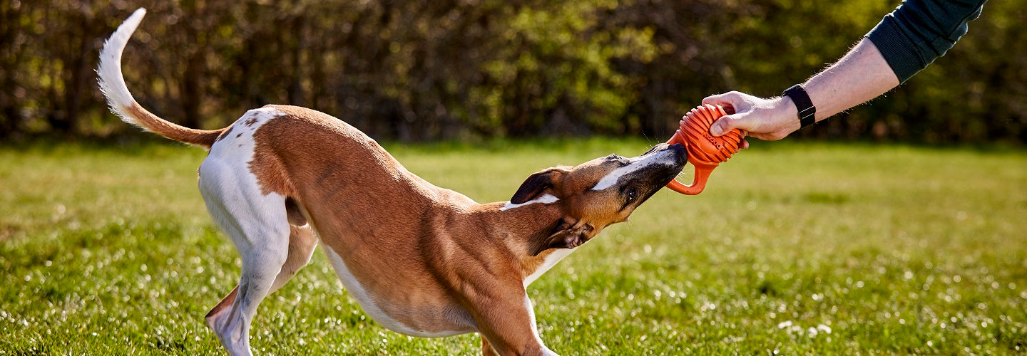 Ten of the Best Tough Dog Toys