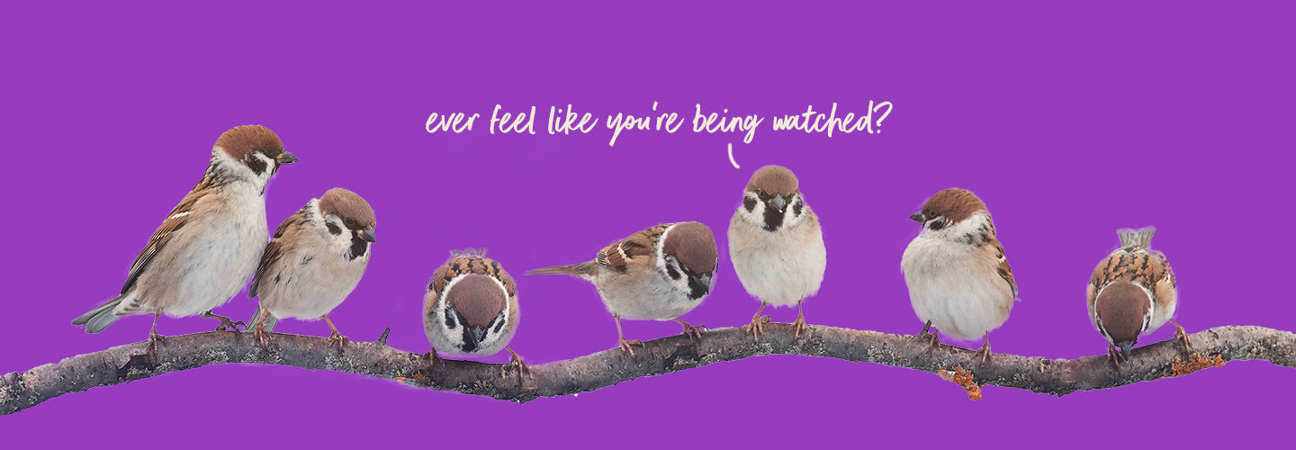 Garden Bird Watching: How to Attract Birds to your Garden.