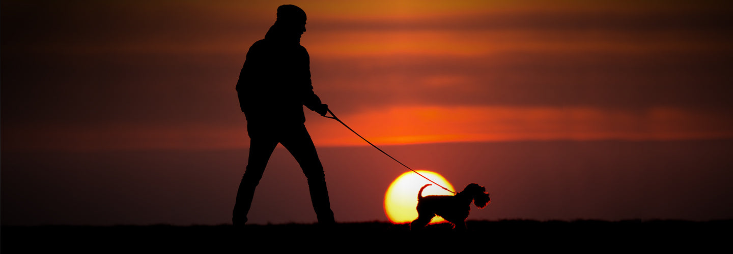 Pet Safety: Tips for Walking Your Dog in the Dark
