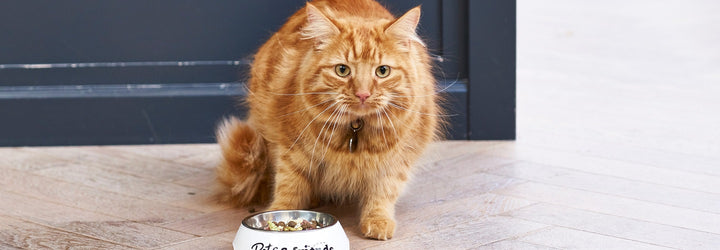 A Guide to Pet Nutrition: Cats