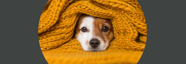 Pet Safety During Party Season: How To Build A Den