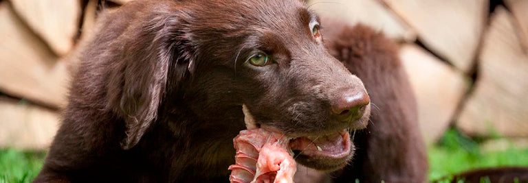 A Dog Owner’s Guide to Raw Dog Treats