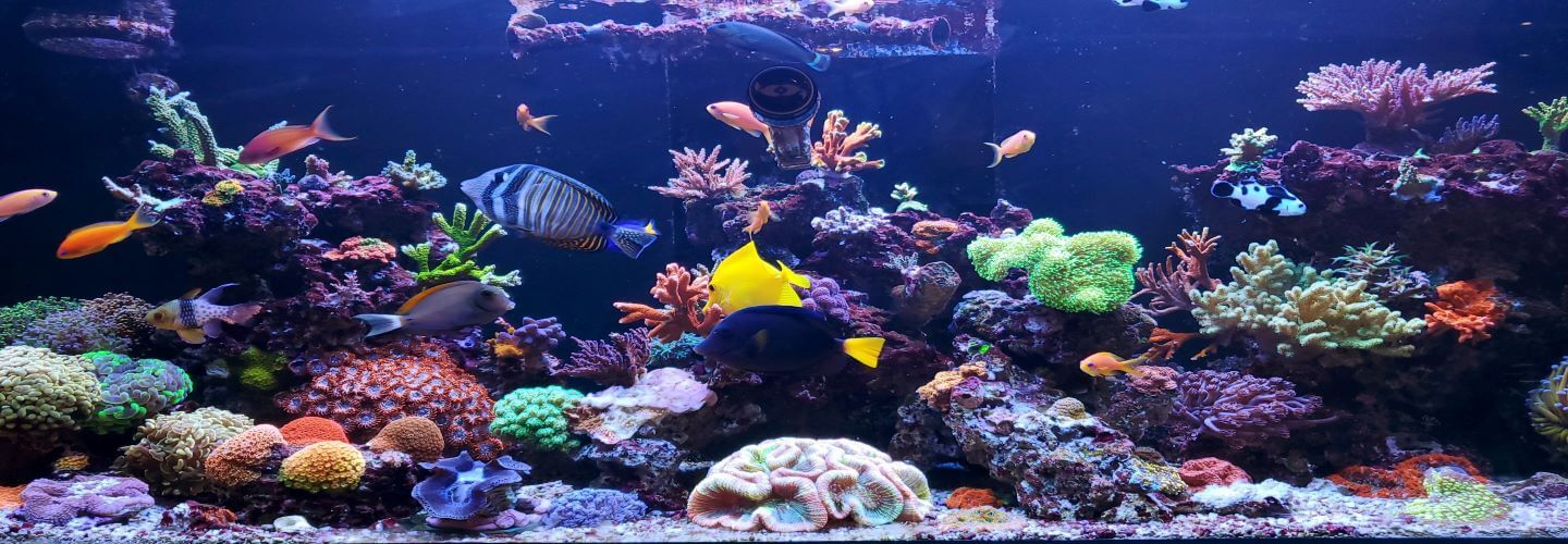 Is A Pet Fish Right for Me?