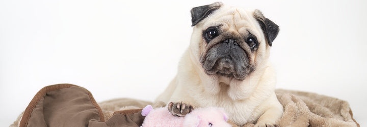 The Best Toys and Treats for Dogs with Hearing Issues