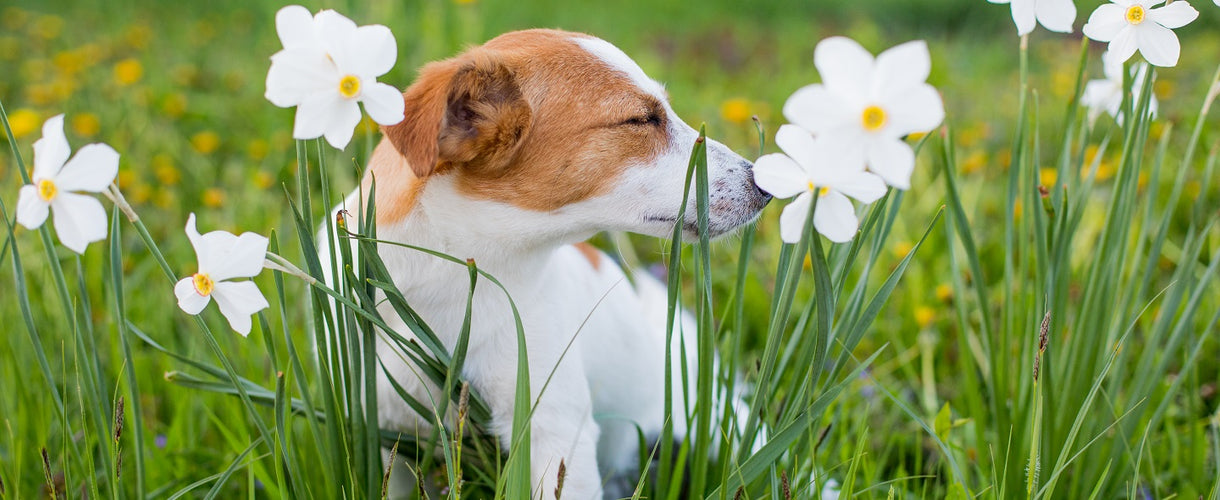 Plant Dangers for Dogs; What to Look Out For in Your Home and Garden