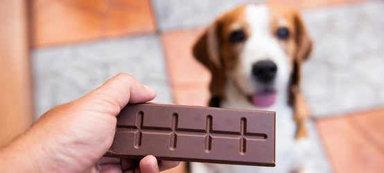 Is Chocolate Bad for Dogs? Your Questions Answered