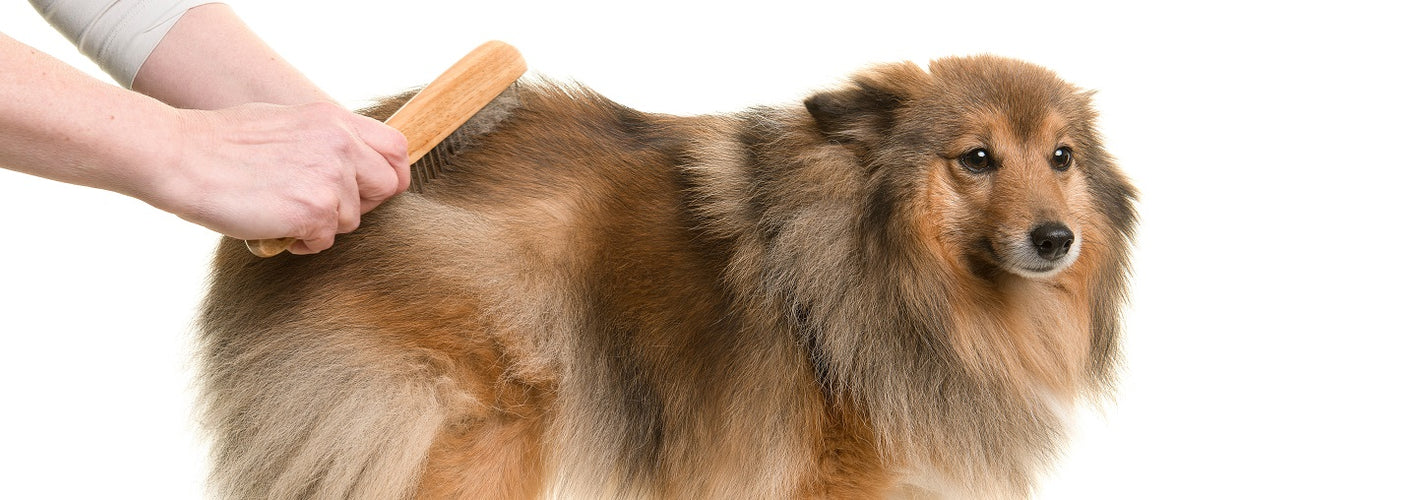 Top Tips on Grooming Your Dog During Warmer Weather