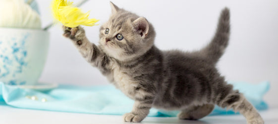 What to Buy for Your New Kitten? Your New Kitten Checklist