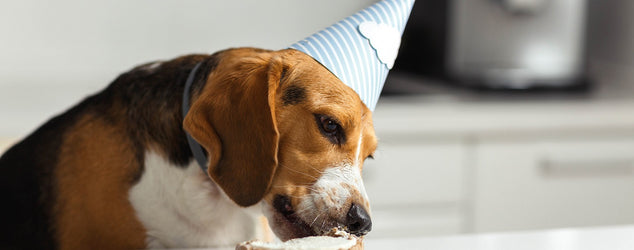 How To Make A Dog Birthday Cake with Pets & Friends