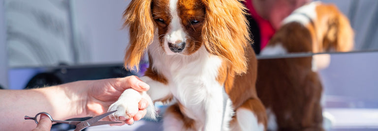 At Home Grooming Guide: Nail Trimming