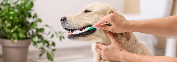 How to Prevent Bad Breath in your Dog by Dr. Danielle Bernal