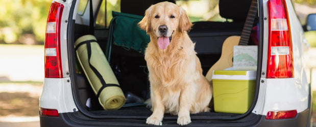 Tips For Travelling With Dogs On Holiday