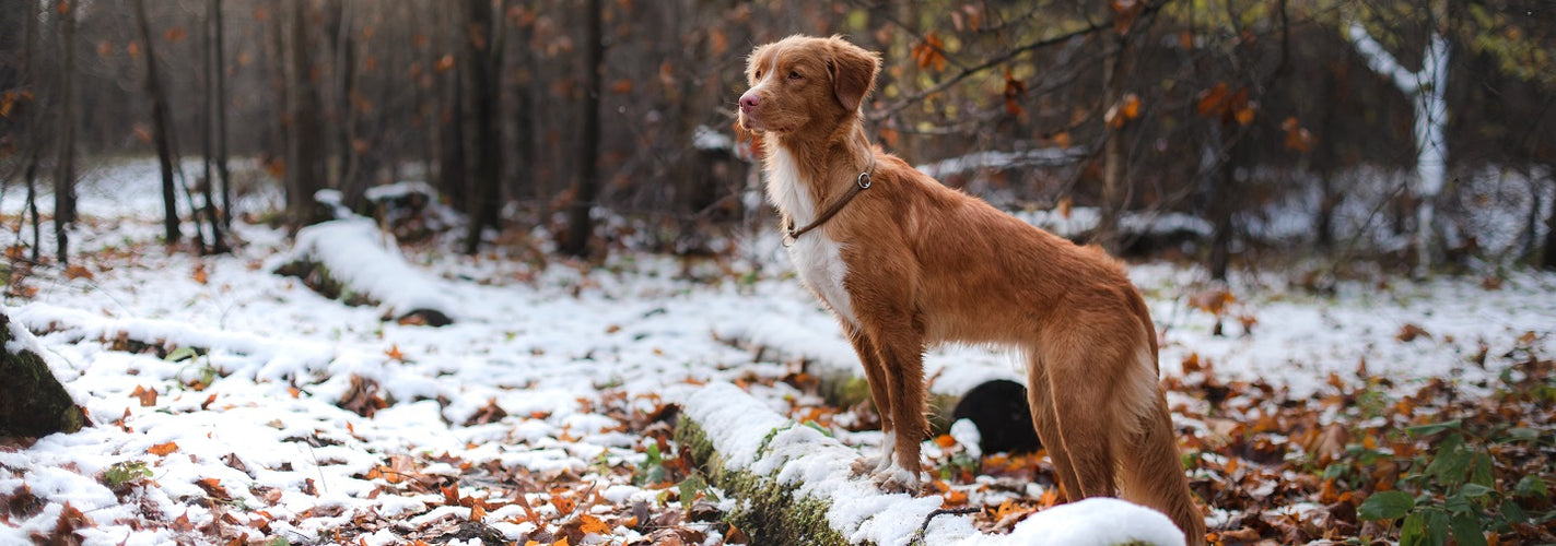 Top Tips for Preparing Your Dog for Winter