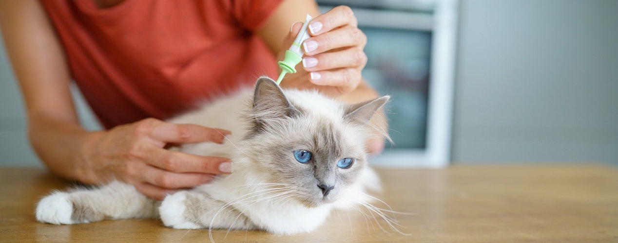 The Best Flea Treatments for Cats: Spot-On, Tablets & More