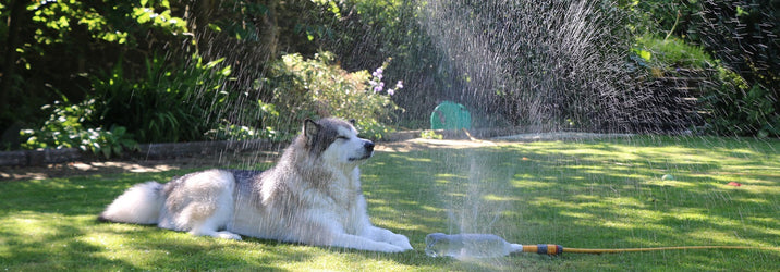 Keeping Your Dog Cool in the Heat: Our Top Tips